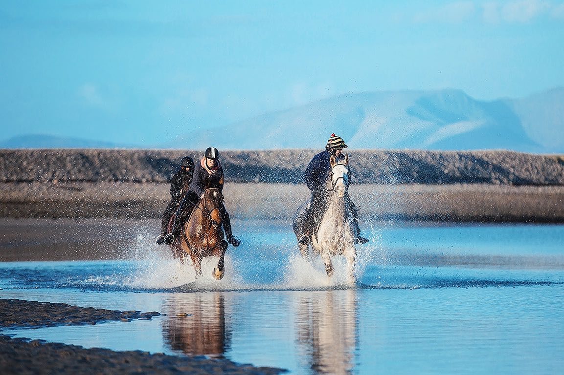 Lisa Falinski - Horse Photography